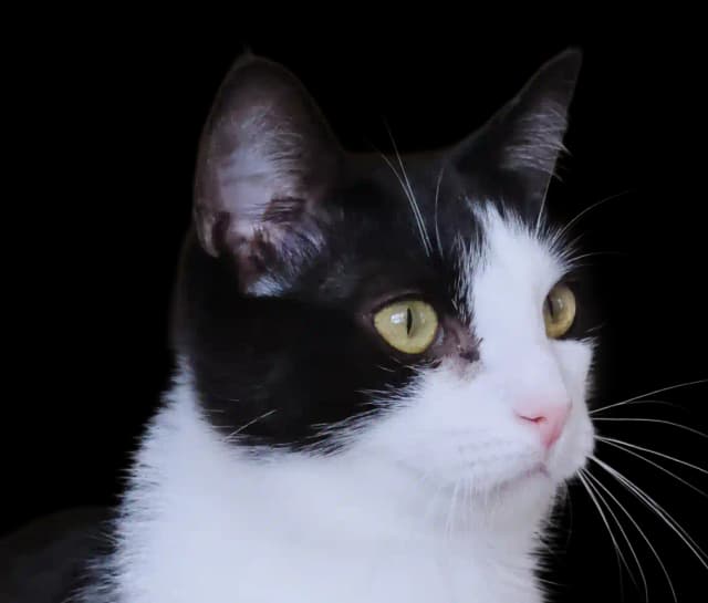 Space Cat