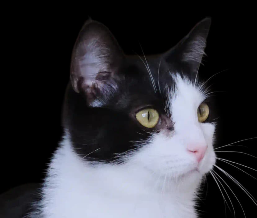 Space Cat
