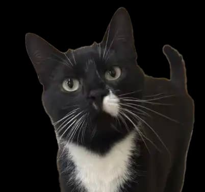 Space Cat