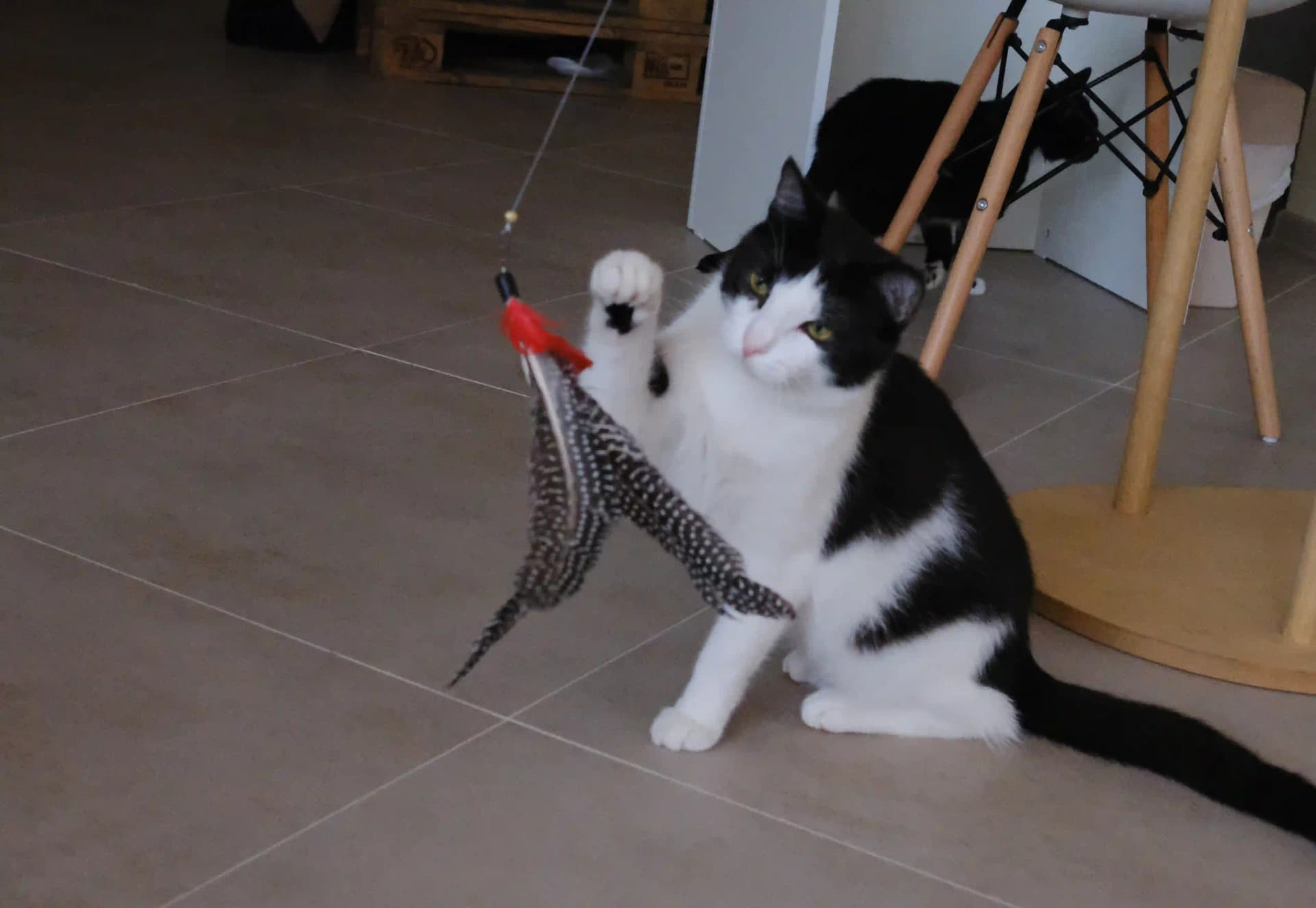 cat