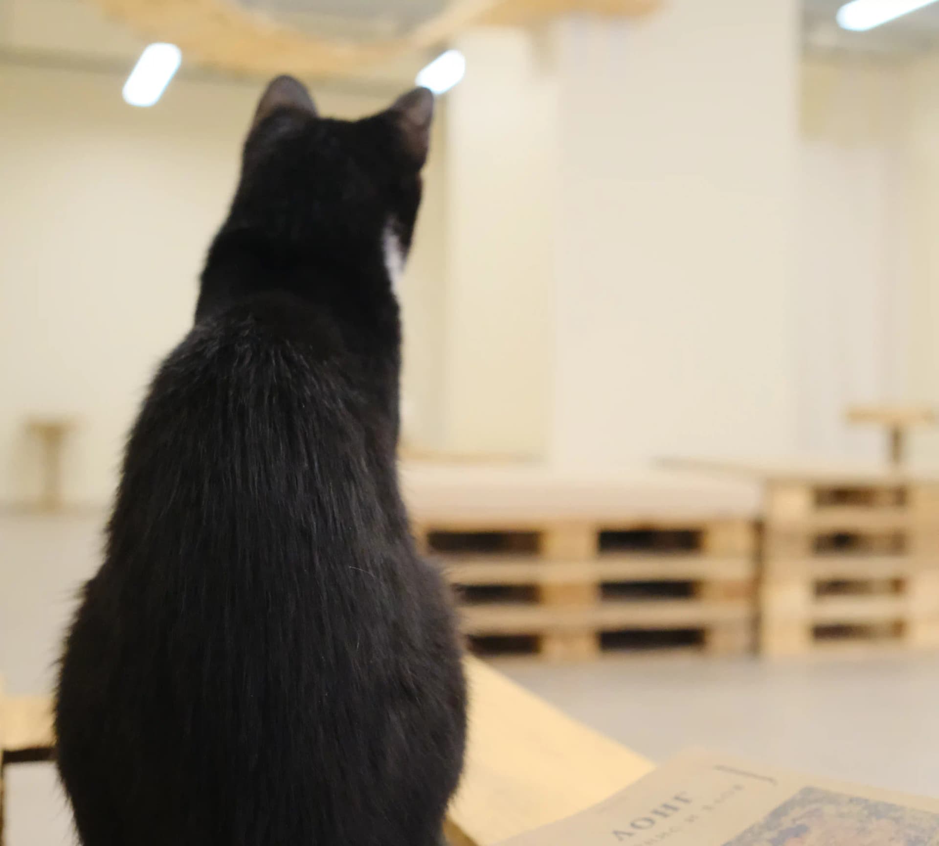 cat