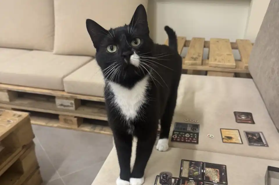 cat