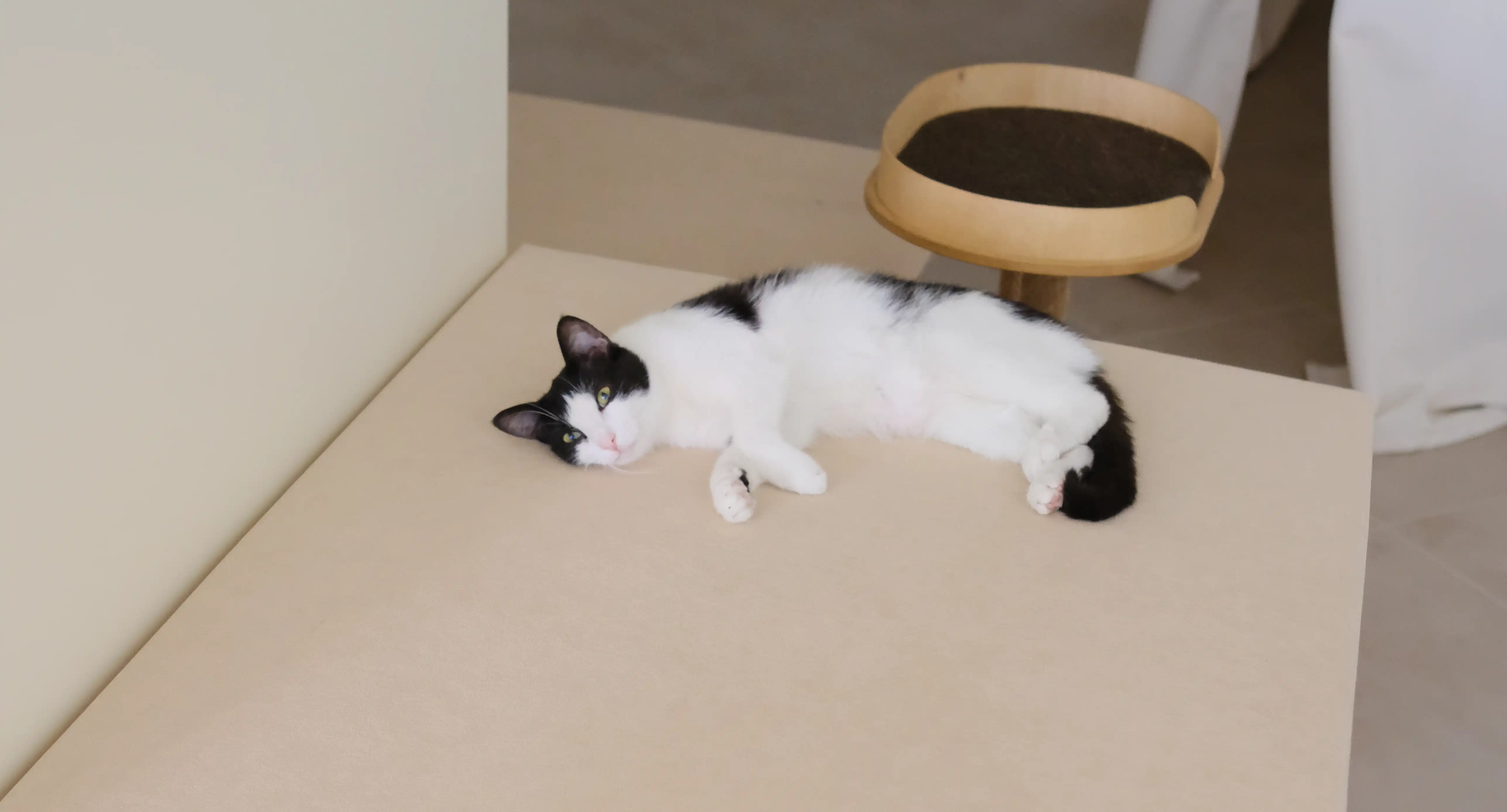 cat