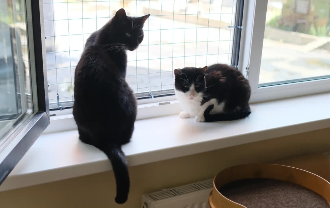 cat
