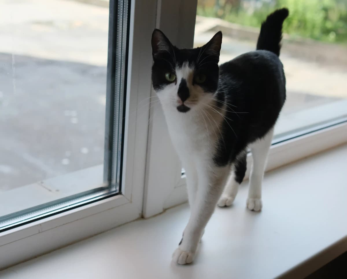 cat