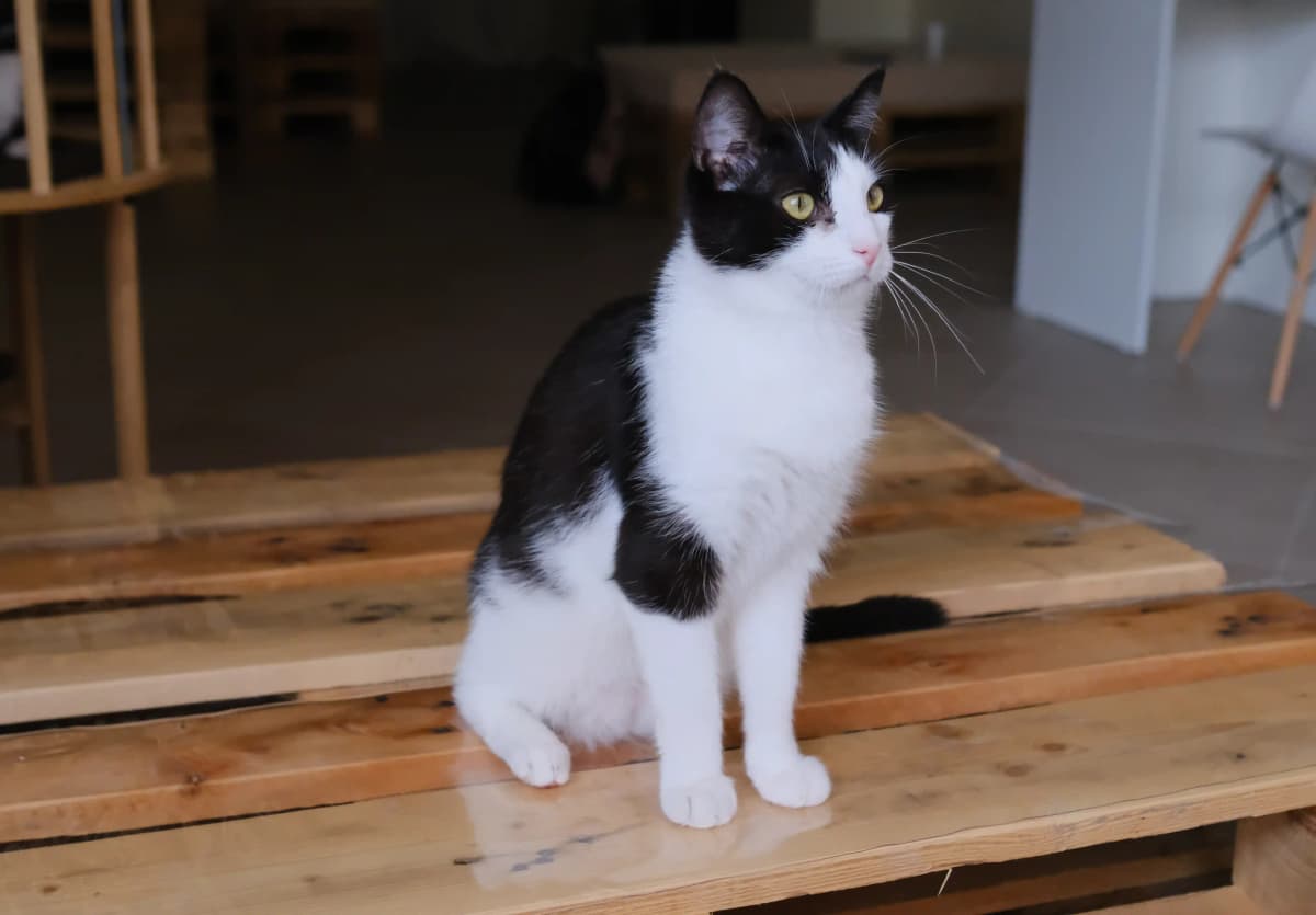 cat